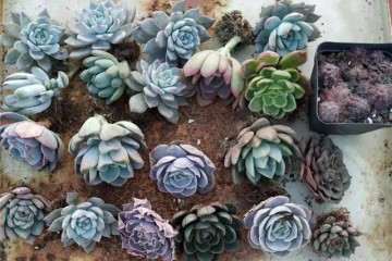 怎么给多肉植物使用缓释肥的方法