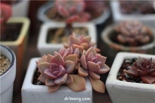 多肉植物可以浇水到叶片上吗