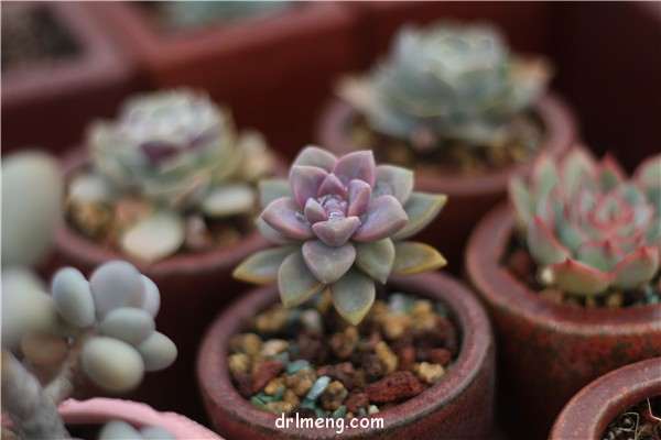 多肉植物可以浇水到叶片上吗