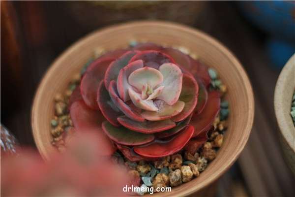 多肉植物可以浇水到叶片上吗