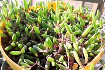 多肉植物可以用酒精杀菌吗 图片