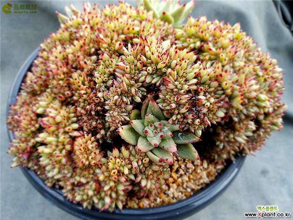 多肉植株出现部分缀化 怎么办 图片