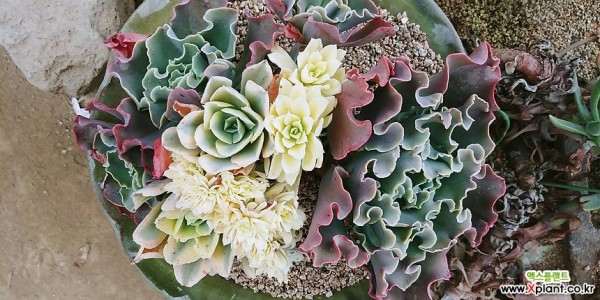 多肉植株出现部分缀化 怎么办 图片