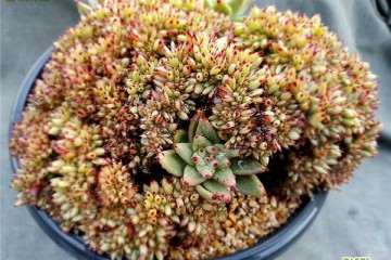 多肉植株出现部分缀化 怎么办 图片