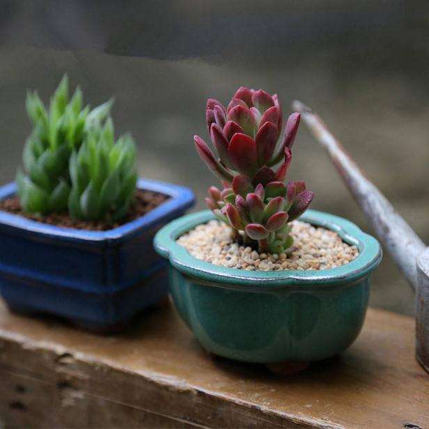 多肉植物可以使用紫砂盆吗 透气吗