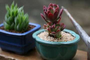 多肉植物可以使用紫砂盆吗 透气吗