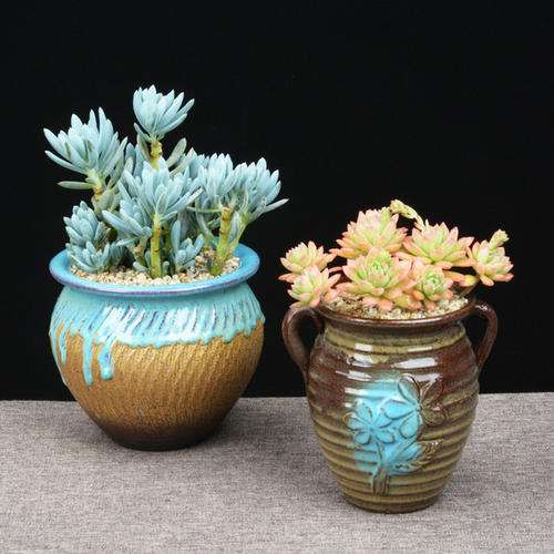 为什么多肉才种3天 就化水 怎么办