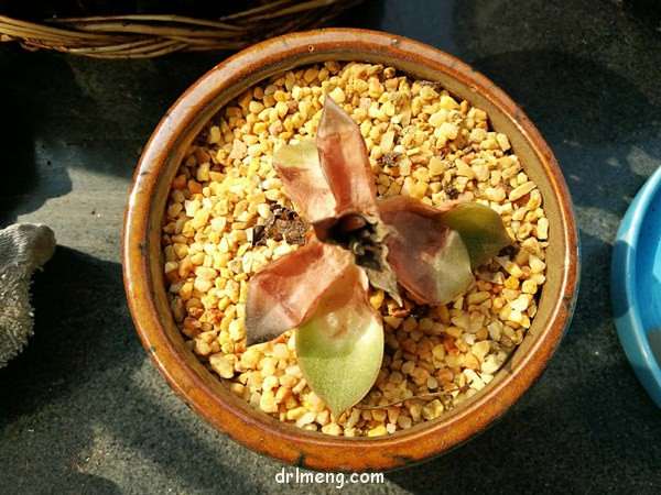 为什么多肉才种3天 就化水 怎么办