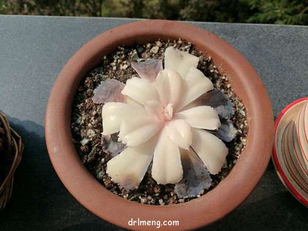 为什么多肉才种3天 就化水 怎么办