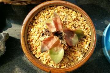 为什么多肉才种3天 就化水 怎么办