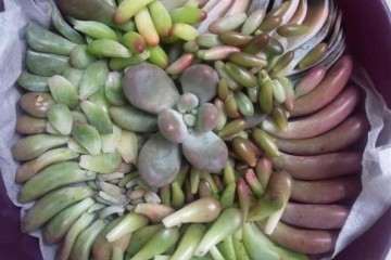 多肉伤口感染 导致化水黑掉 怎么办