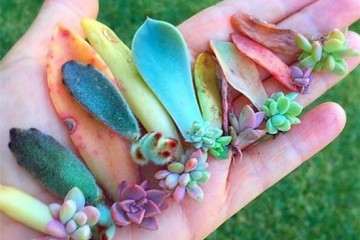 为什么不要对多肉叶片浇水 图片