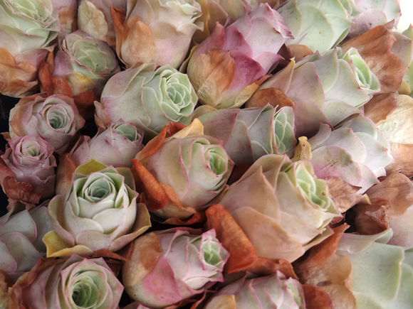 为什么夏天不适合买多肉植物 图片