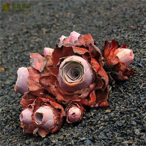 为什么夏天不适合买多肉植物 图片