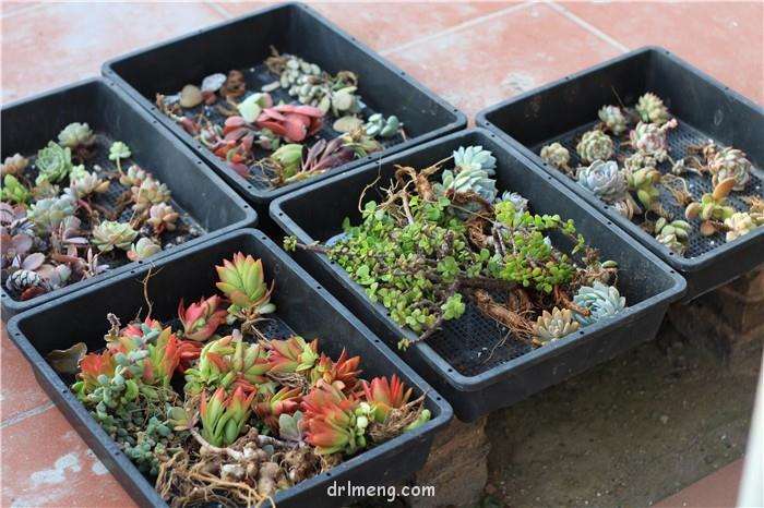 多肉植物不可以脱土度夏 有5点