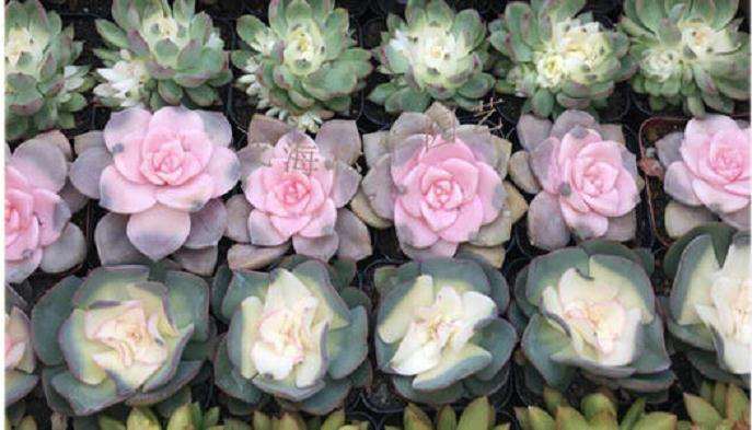 多肉植物怎么脱土度夏的方法 图片