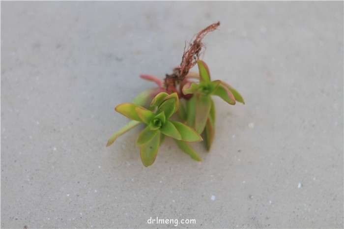 多肉植物怎么脱土度夏的方法 图片