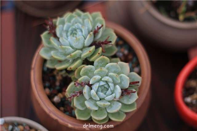 夏天怎么清理枯掉多肉的花箭 图片