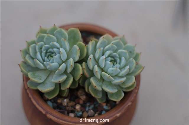 夏天怎么清理枯掉多肉的花箭 图片