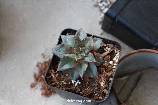 多肉植物最容易长哪些虫子 这5种