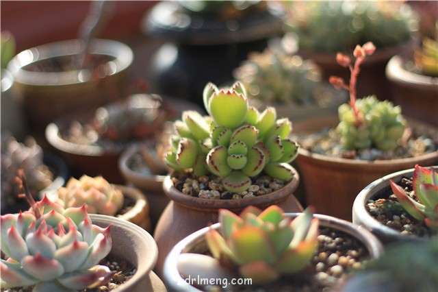 多肉植物可以净化室内空气吗