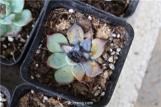 怎么用高锰酸钾给多肉土消毒的方法