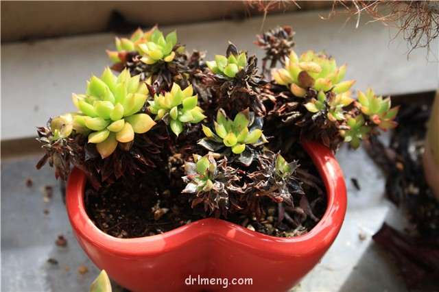 怎么用高锰酸钾给多肉土消毒的方法