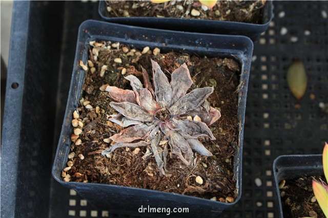 怎么用高锰酸钾给多肉土消毒的方法