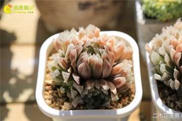 夏季玉露多肉发黑是什么原因 怎么办