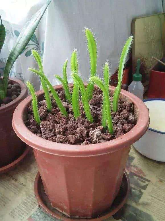 怎么用控型土播种火龙果多肉的方法