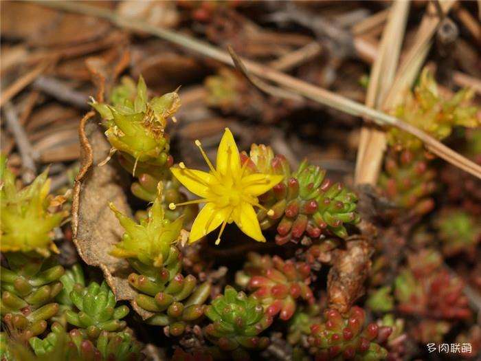 夏天温度太高 多肉植物怎么办 图片