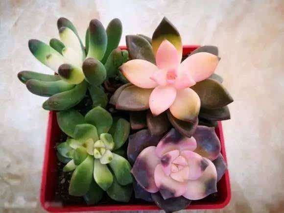 为什么多肉植物夏天容易出事 图片