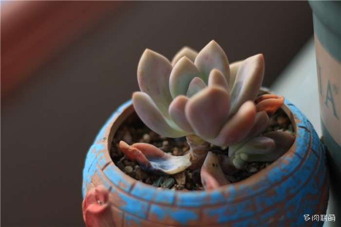 夏天什么时候对多肉喷水最好 图片
