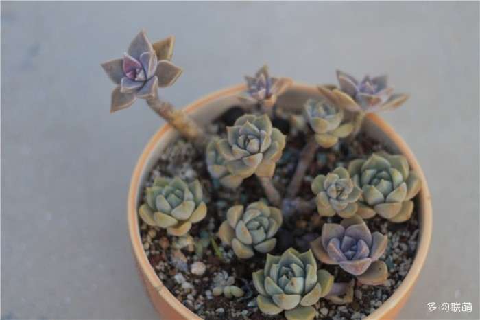 夏天什么时候对多肉喷水最好 图片