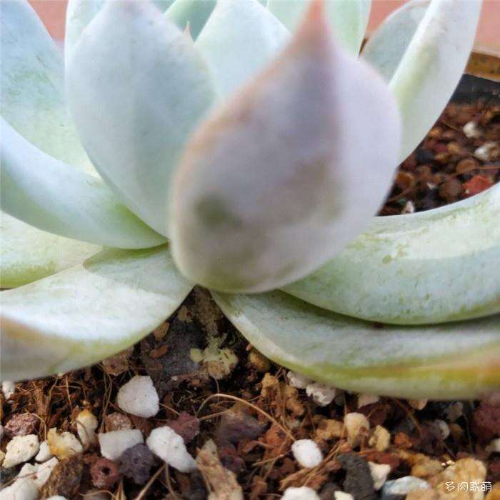 多肉植物的枯叶长黄色霉菌 怎么办