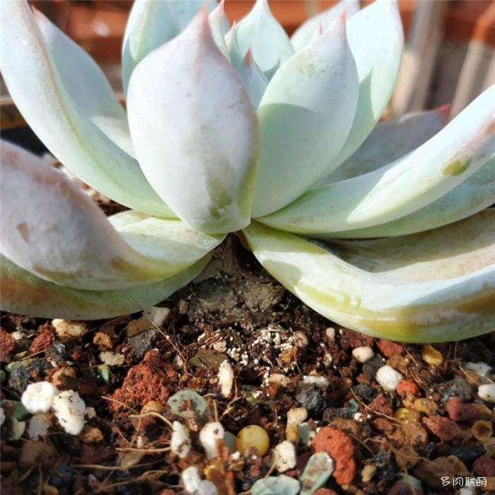 多肉植物的枯叶长黄色霉菌 怎么办