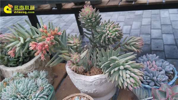 夏天多肉 干巴巴的 怎么办 图片