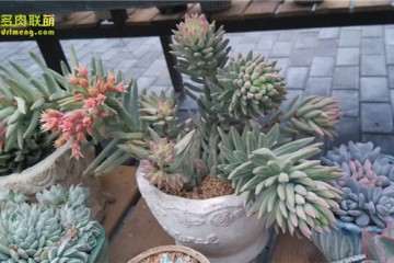 夏天多肉 干巴巴的 怎么办 图片