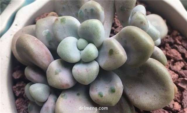 艾伦多肉喜欢长绿疙瘩 怎么办 图片