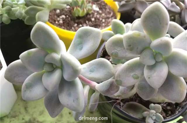 艾伦多肉喜欢长绿疙瘩 怎么办 图片