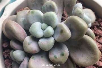 艾伦多肉喜欢长绿疙瘩 怎么办 图片