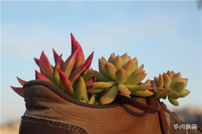 为什么多肉开花后状态会变差 2个原因