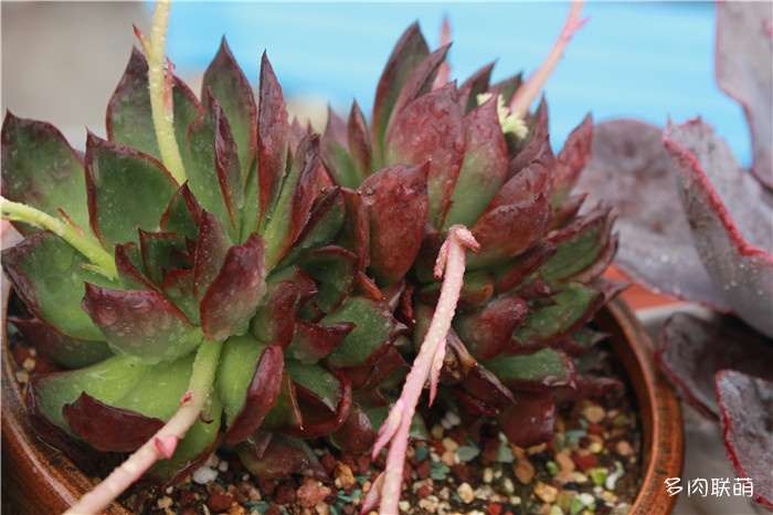 为什么多肉开花后状态会变差 2个原因