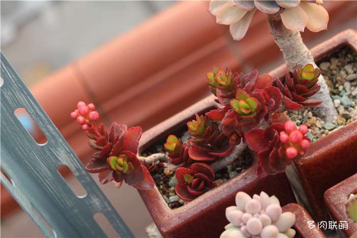 为什么多肉开花后 要剪掉 图片