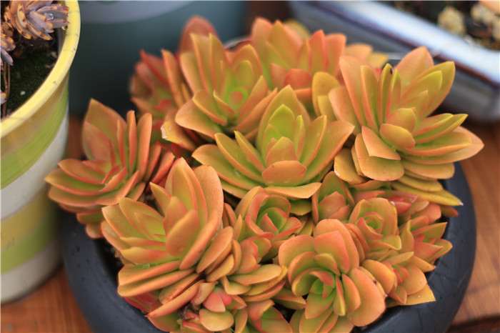 多肉叶片发黄是哪3个原因引起的 图片