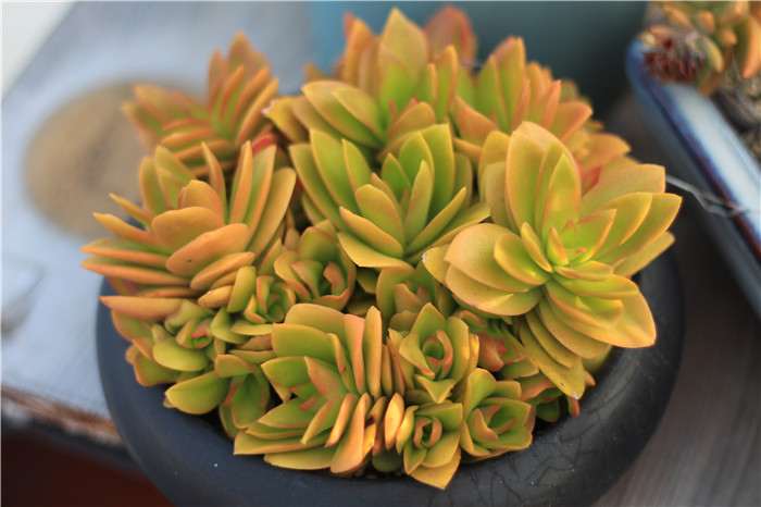 多肉叶片发黄是哪3个原因引起的 图片