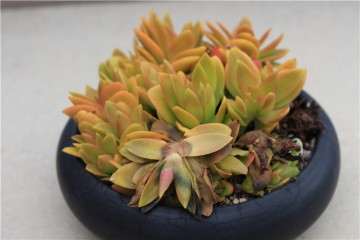 多肉叶片发黄是哪3个原因引起的 图片