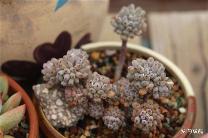 多肉淋雨了怎么办 小雨没事 大雨化水