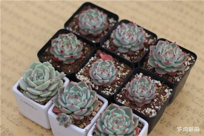 多肉淋雨了怎么办 小雨没事 大雨化水