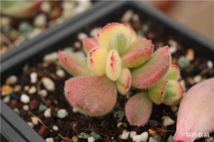 多肉淋雨了怎么办 小雨没事 大雨化水